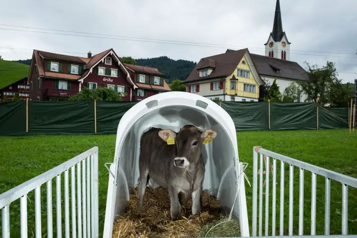 A calf, one of the main awards for the top wrestler