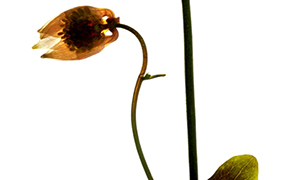 Get Featured: Per-Olof Stoltz