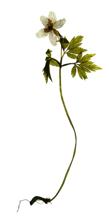 Vitsippa