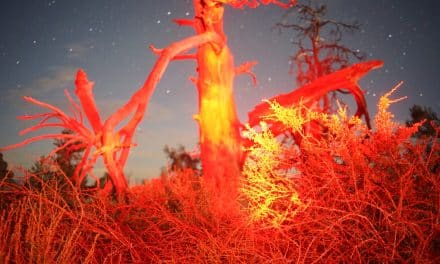JESSE’S VISUAL INTERVIEWS: Llewelyn Joust